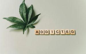 OS7 desmantela cerca de 2.000 cultivos de cannabis en la precordillera del Maule